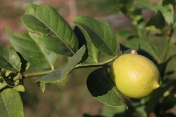 green colored lemon farm on field