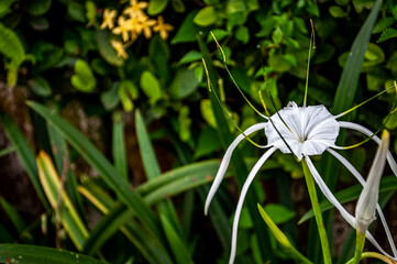 White Flower 