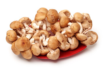 Shiitake mushroom on the White background 