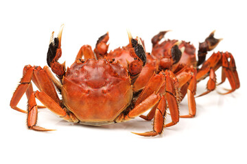 Cooked crab isolated in white background