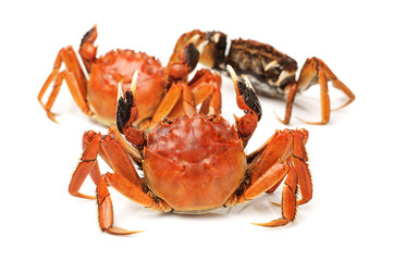 Cooked crab isolated in white background