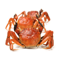 Cooked river crab isolated in white background