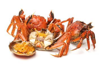 Cooked river crab isolated in white background