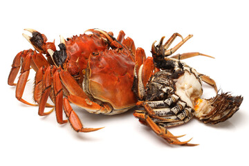 Cooked river crab isolated in white background