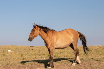 Fototapeta na wymiar Pregnant dun colored Wild Horse mare in the mountains of western North America