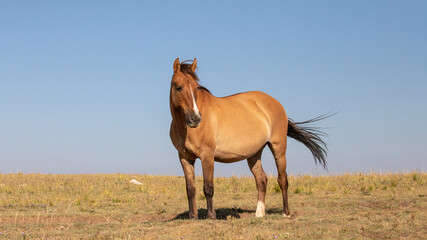 Pregnant wild horse dun mare on a mountain ridge in the western United States
