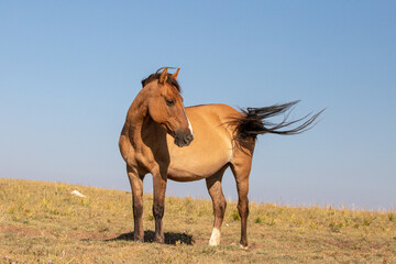 Pregnant Wild Horse mare with tail flying in the wind in the western United States