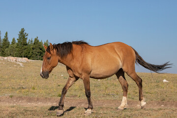 Fototapeta na wymiar Wild Horse mare in the Pryor Mountains Wild Horse Range on the border of Wyoming Montana in the United States