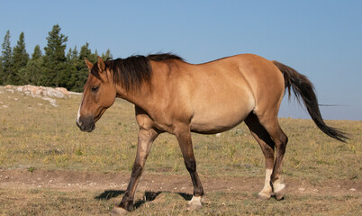 Buckskin colored Wild Horse mare in the Pryor Mountains Wild Horse Range on the border of Wyoming and Montana in the United States