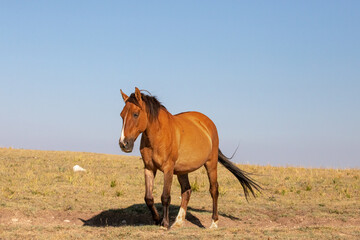 Dun Buckskin colored Wild Horse mare in the Pryor Mountains Wild Horse Range on the border of...