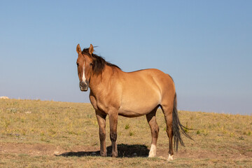 Pregnant Wild Horse mare in mountains of western North America - obrazy, fototapety, plakaty