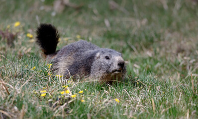 Marmotte des Alpes, Parc du Queyras, Hautes-Alpes, France