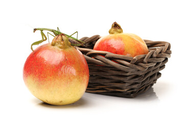 Green mantis on the pomegranate isolated on a white background 