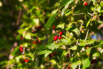 秋の公園で見つけた、木に生っていた小さな赤い実