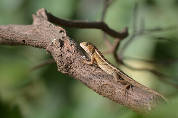 Calotes versicolor, The oriental garden lizard, eastern garden lizard, Indian garden lizard, common...