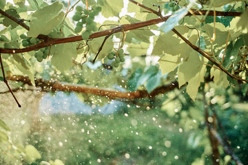 green leaves garden nature sun summer fresh air