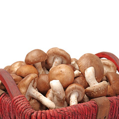 Shiitake mushroom on the White background 