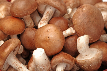 Shiitake mushroom on the White background 