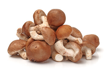 Shiitake mushroom on the White background 