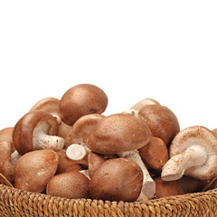 Shiitake mushroom on the White background 