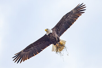 Fototapeta na wymiar Eagle, imperial in flight. Eagle, most likely looking for prey or to protect its territory.