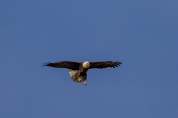 Eagle, imperial in flight. Eagle, most likely looking for prey or to protect its territory.