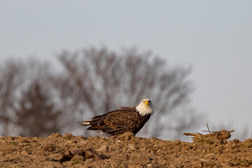 Eagle, imperial in flight. Eagle, most likely looking for prey or to protect its territory.