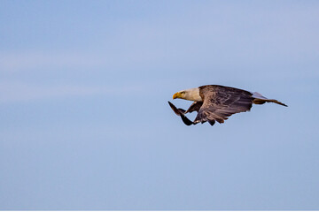Eagle, imperial in flight. Eagle, most likely looking for prey or to protect its territory.