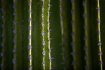 Close up cactus backdround, cacti or cactaceae pattern.