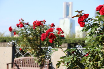 高台の公園に咲くバラと高層ビル