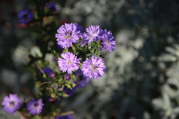 Fototapeta premium 紫色のキク科の花