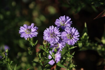 紫色のキク科の花