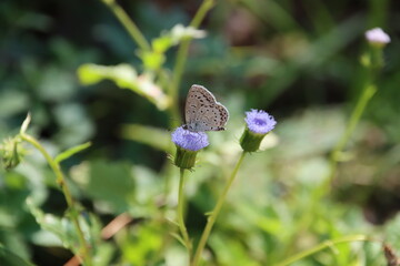 秋に咲く花に群がる蝶