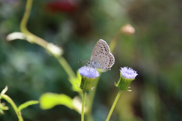 秋に咲く花に群がる蝶