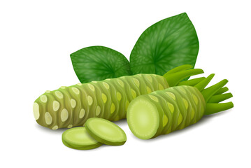 Whole and half wasabi (Japanese horseradish) roots with two slices and leaves isolated on white background. Realistic vector illustration. Side view.