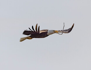 Eagle, imperial in flight. Eagle, most likely looking for prey or to protect its territory. 