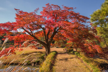 六義園　中の島の紅葉