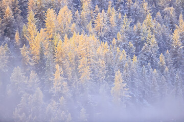 autumn fog landscape forest mountains, trees view mist