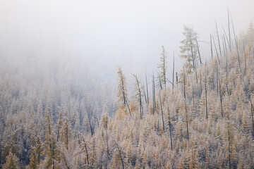 autumn fog landscape forest mountains, trees view mist