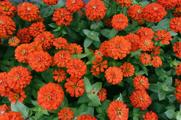 Red and yellow flowers