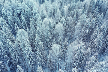 trees forest frost top view background, abstract drone view nature seasonal winter spruce