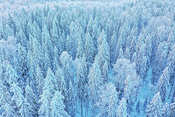 trees forest frost top view background, abstract drone view nature seasonal winter spruce