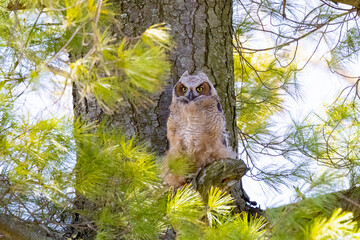 The great horned owl (Bubo virginianus), also known as the tiger owl or the hoot owl, is a large owl native to the Americas.