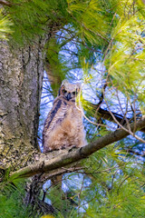 The great horned owl (Bubo virginianus), also known as the tiger owl or the hoot owl, is a large owl native to the Americas.