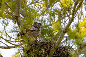 The great horned owl (Bubo virginianus), also known as the tiger owl or the hoot owl, is a large owl native to the Americas.