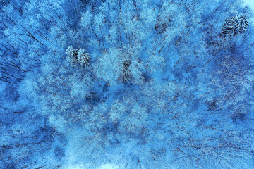 trees forest frost top view background, abstract drone view nature seasonal winter spruce