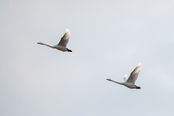 白鳥　飛び立ち　swan