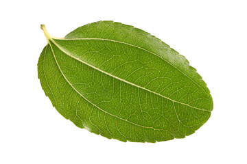 jujube or chinese date leaf on white background