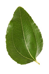 jujube or chinese date leaf on white background