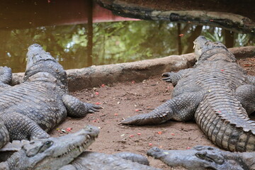 A Beautiful groupe of large crocodiles.